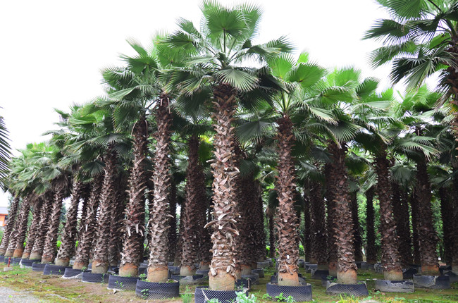 第六苗木基地（棕櫚類、楊梅生產(chǎn)）